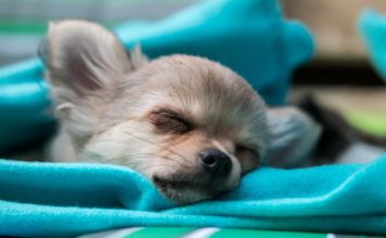 LoveChihuahua.it - Informazioni, curiosità, video, ricette e accessori per Chihuahua