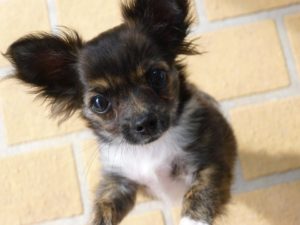 Addestramento del Chihuahua, Guida e Consigli Guide e Consigli per Chihuahua Informazioni 