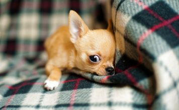 LoveChihuahua.it - Informazioni, curiosità, video, ricette e accessori per Chihuahua