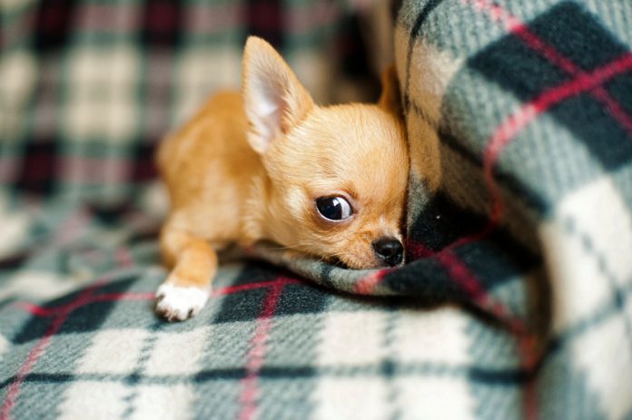 come educare un chihuahua