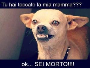 Come gestire l'aggressività in un cane chihuahua, guida e consigli. Guide e Consigli per Chihuahua Informazioni