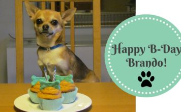 LoveChihuahua.it - Informazioni, curiosità, video, ricette e accessori per Chihuahua
