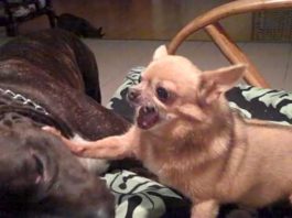 LoveChihuahua.it - Informazioni, curiosità, video, ricette e accessori per Chihuahua