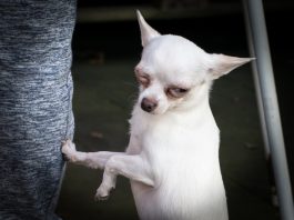 LoveChihuahua.it - Informazioni, curiosità, video, ricette e accessori per Chihuahua
